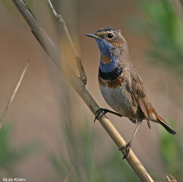   Bluethroat  Luscinia svecica                                           , , 2008.: 